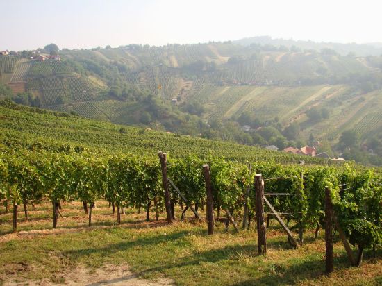 Obrázek BABÍ LÉTO VE VINICÍCH LENDAVY