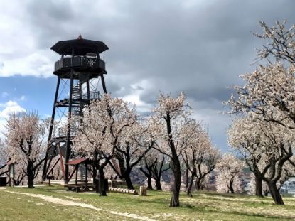 Obrázek Slavnosti mandloní a vína v Hustopečích