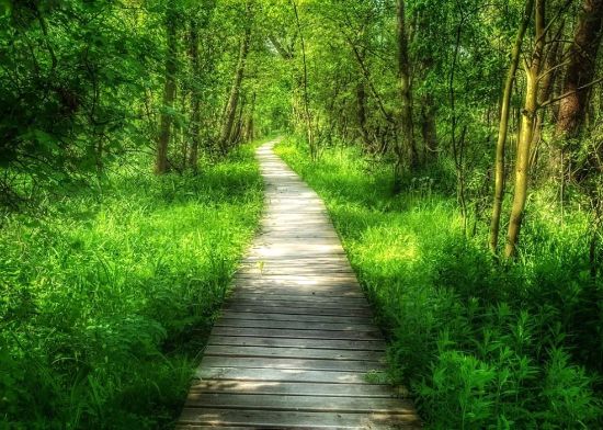 Obrázek WARSZAWA A KAMPINOSKI NP